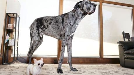 Köpekler arasında ilginç buluşma