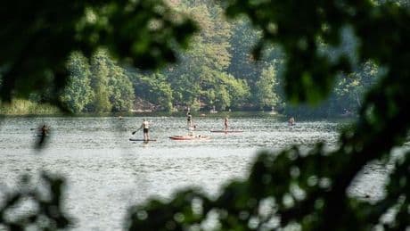 Baden oder Bäume: Was an Schlachtensee und Krumme Lanke passiert