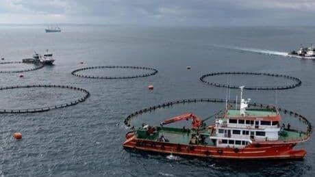Trabzon'un su ürünleri ihracat geliri arttı