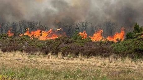 Holt Heath fire: Major incident declared as 100 firefighters tackle Dorset blaze