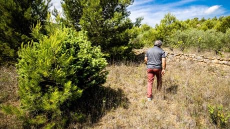 Pistachiers, aloe vera, asperges… ces cultures qui remplacent la vigne