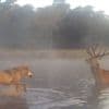 Onderzoekers: Dieet van wolf op Veluwe en in Drenthe bestaat vooral uit herten en zwijnen