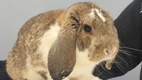 In der Bahn in Bayern - Osterhase beim Schwarzfahren erwischt!