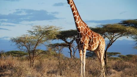 Biologie: Die Giraffe? Jetzt gibt es vier Giraffenarten