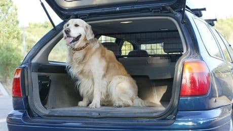 Aviso para dueños de mascotas: Hacienda podría devolverte dinero en la Renta si cumples estos requisitos