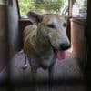 Indiase hoofdstad Delhi moet binnen acht weken miljoen honden van straat halen