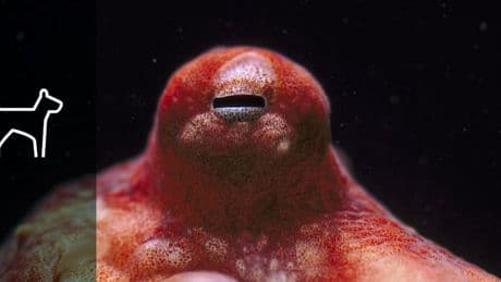 Kennst du diese 9 skurrilen Fakten über unsere Natur?