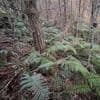 New Zealand police investigate how a man hid his 3 children in a forest for years