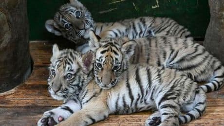 Leipzig: Zoo schläfert drei Tigerbabys ein – wenige Tage nach Geburt