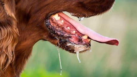 Man dies of rabies after dog bite as officials issue urgent 'stay calm' warning
