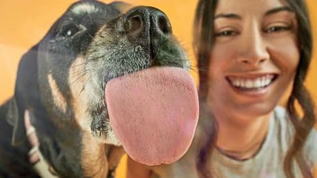Longer Leash On Life: Inside The Dog Longevity Startup