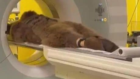 MR çekilen 300 kiloluk ayı Okan'ın sağlık durumu belli oldu! İsminin nasıl verildiği açıklandı