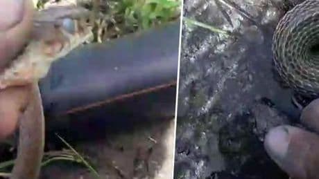 Yılanı eliyle yakaladı, su içirdi: Haşır neşirliğim var