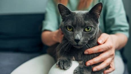 Cat expert shares the 'golden rule' all pet owners should follow to keep them happy