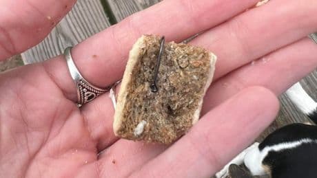 Police issue warning after dog treats laced with fishhooks found in popular walking spot