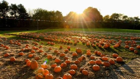 M&D’s Scotland’s Theme Park announces details of annual Pumpkin Festival