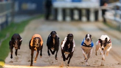 It’s hotting up in the Greyhound Derby