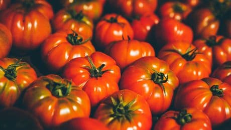 Indirekter Dünger: Ein simples Hausmittel-Gemisch sollten Sie auf Ihre Tomaten geben