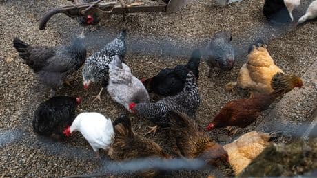 Bird flu emergency is over, CDC says