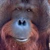 Artenschutz im Alltag: Orang-Utans schützen – vom Frühstück bis zur Fernreise