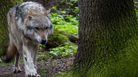 „Das ist kein normales Verhalten, was dieser Wolf an den Tag legt“