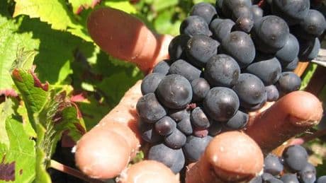 Champagner: Prozess um "Weinlese der Schande" startet in Frankreich