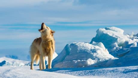 El genoma del perro de Groenlandia revela cómo los inuit poblaron la isla