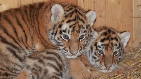 Seltener Vierlings-Nachwuchs - Magdeburg zeigt seine süßen Tiger-Babys