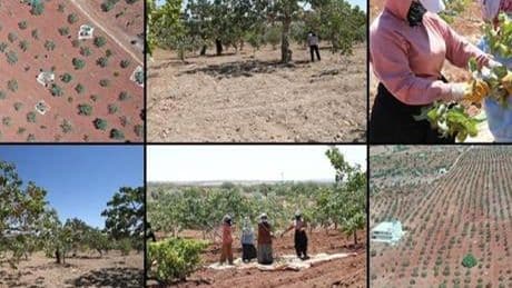 Boz Antep fıstığında fiyatlar üreticisinin yüzünü güldürüyor