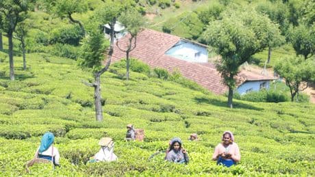 Fairtrade flags ‘window of opportunity’ to drive systemic change for tea farmers