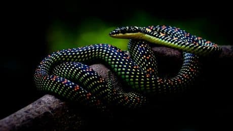 This “Flying” Snake Can Leap Off Trees And Glide Distances Of Over 300 Feet — A Biologist Explains