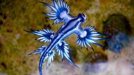 ‘Most beautiful killer in the ocean’ closes seven-mile stretch of beaches in Spain