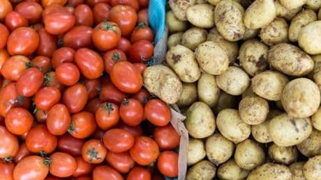 Die Kartoffel stammt von der Tomate ab - Rätsel um Ursprung gelöst