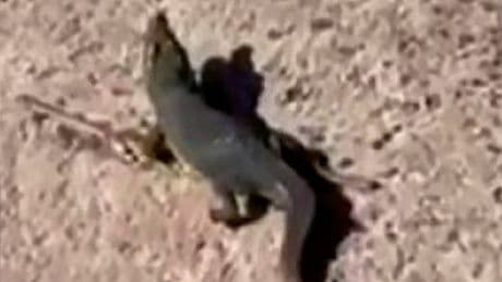 Crocodile that terrorised town for three days turned out to be an inflatable toy
