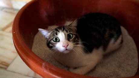 The common vegetable that could ‘wreak havoc’ on your cat’s health