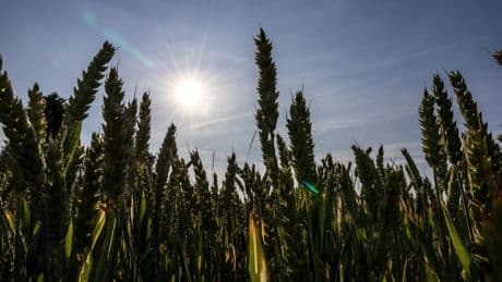 Vagues et pics de chaleur, blocage en oméga… Les mots de la canicule