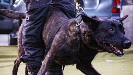Rotterdamse politiehond Beer loopt klaplong op tijdens achtervolging spookrijder