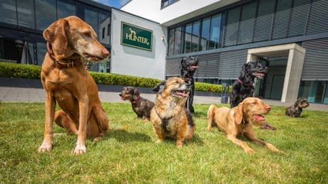 Büro mit Wau-Effekt - In diese Firma gehen mehr Hunde als Mitarbeiter