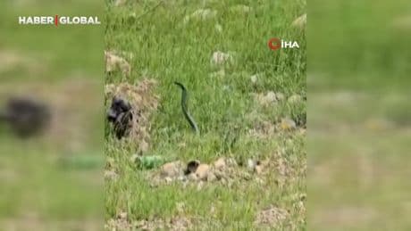 Şırnak'ta odun almaya giden kadının başına gelenler ekipleri harekete geçirdi