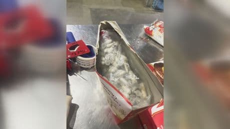 Over 1,400 tarantulas found hidden in cake boxes in German smuggling bust
