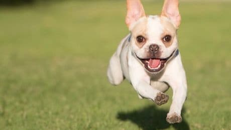 Aldi's £7 item 'perfect' for anyone who owns a dog this summer