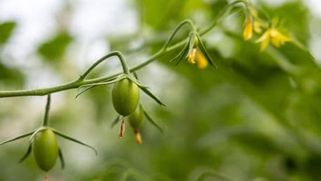 Tomaten werden nicht rot: Das können Sie tun, wenn das Gemüse nicht reift