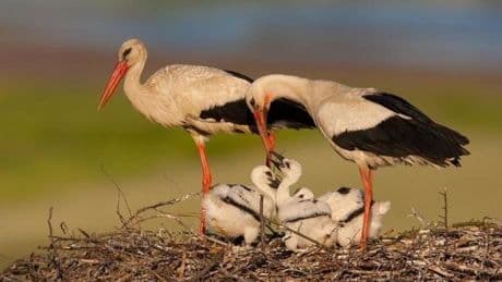 Encuentran mercurio y pesticidas prohibidos desde hace décadas en las plumas de cigüeñas