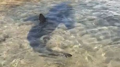 Giant shark prowls shore as tourist beach evacuated in British holiday hotspot