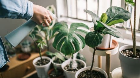 Four ways you can use your kitchen scraps to help your plants grow