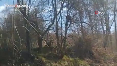 Kangallardan korkan ayı ağaca tırmandı