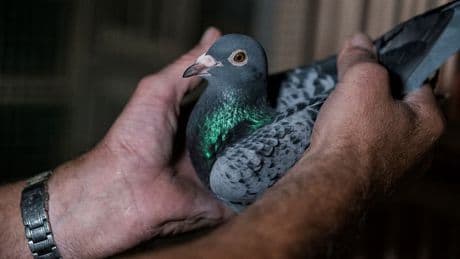 "Un passager a essayé de l'attraper": des pigeons sèment la panique dans un avion aux États-Unis