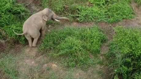 Thailand - Das ist der einsamste Elefant