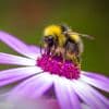 Help mee tijdens het Hommelweekend: tel insecten voor de natuur