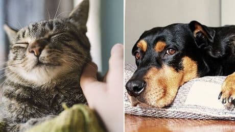 Nation's favourite pet decided as ownership grows rapidly among men and Gen Z